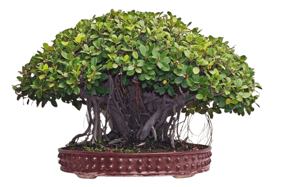 A2Z Plant Services - Professional Landscaping and Garden Maintenance in Hyderabad