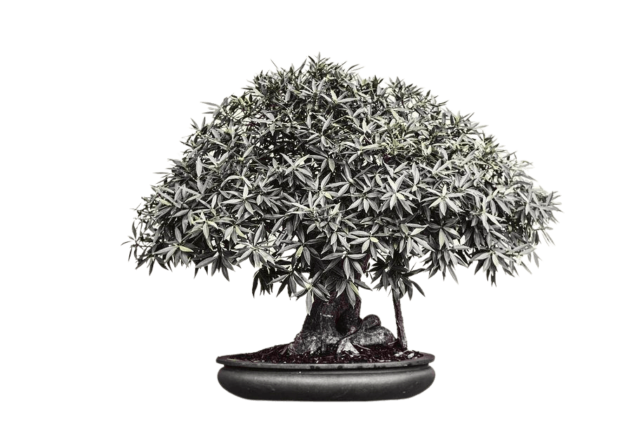 A2Z Plant Services - Professional Landscaping and Garden Maintenance in Hyderabad